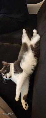 Gratis poes voor iemand met tuin, Dieren en Toebehoren, Katten en Kittens | Overige Katten
