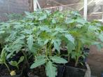 Tomatenplanten, Volle zon, Groenteplanten, Eenjarig, Ophalen of Verzenden