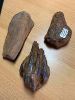 Versteend hout, Ophalen of Verzenden