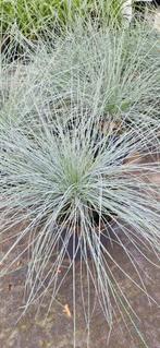 Festuca glauca potmaat 17cm, Tuin en Terras, Planten | Tuinplanten, Ophalen, Zomer, Volle zon