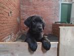 Te koop: pups, puppies, puppy's, pup, labrador, kruising, Dieren en Toebehoren, Honden | Niet-rashonden, 6 jaar of ouder, Meerdere dieren