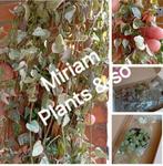 Ceropegia String of Spades Variegata stekjes, Ophalen of Verzenden, Overige soorten, Minder dan 100 cm