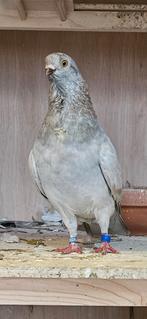 Figurita koppels, Dieren en Toebehoren, Vogels | Duiven, Meerdere dieren, Overige soorten