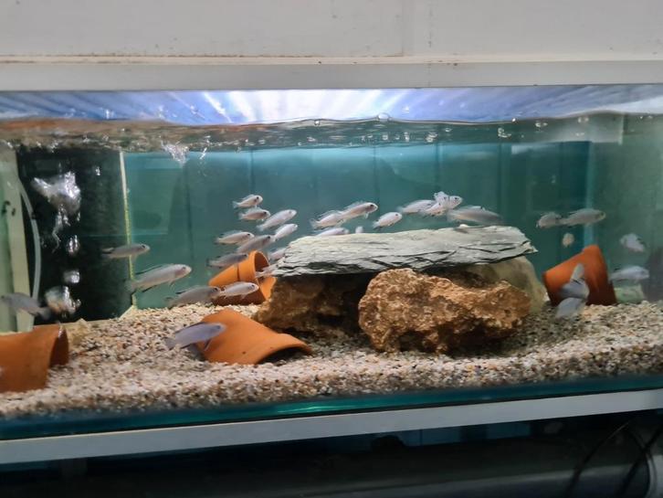 Pseudotropheus Socolofi Malawi Cichliden, Dieren en Toebehoren, Vissen | Aquariumvissen, Zoetwatervis, Vis