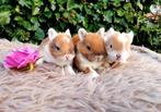 Diverse baby mini dwerg konijnen ! Konijntjes dwergen ❤️ ️️️, Dieren en Toebehoren, Meerdere dieren, Dwerg, 0 tot 2 jaar