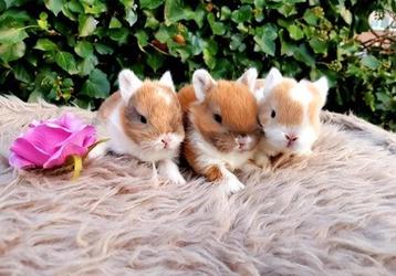 Diverse baby mini dwerg konijnen ! Konijntjes dwergen ❤️ ️️️ beschikbaar voor biedingen