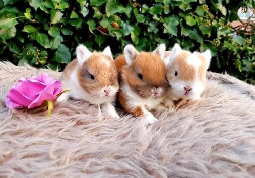 Diverse baby mini dwerg konijnen ! Konijntjes dwergen ❤️ ️️️, Dieren en Toebehoren, Konijnen, Dwerg, Meerdere dieren, 0 tot 2 jaar