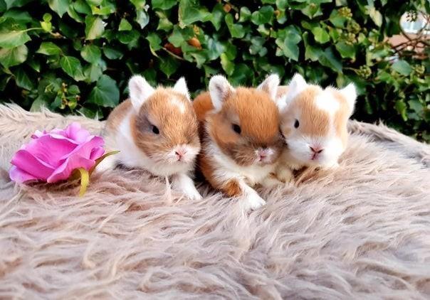 Diverse baby mini dwerg konijnen ! Konijntjes dwergen ❤️ ️️️, Dieren en Toebehoren, Konijnen, Dwerg, Meerdere dieren, 0 tot 2 jaar