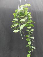 Dischidia oiantha, Overige soorten, Minder dan 100 cm, Bloeiende kamerplant, Halfschaduw