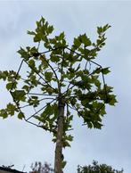 Bomen opruiming dak boom met metaal dak €125,00, Ophalen of Verzenden, Bloeit niet, Halfschaduw, Overige soorten