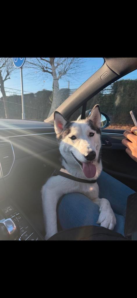 Lieve husky aangeboden, Dieren en Toebehoren, Honden | Herdershonden en Veedrijvers, Reu, Overige rassen, Particulier, Eén hond