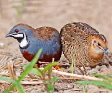 Chinese dwergkwartels beschikbaar voor biedingen