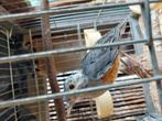 Grijskaplijster, Dieren en Toebehoren, Vogels | Overige Vogels, Mannelijk, Tropenvogel