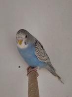 Melanistic spangle (Cleartail) grasparkieten, Meerdere dieren, Parkiet