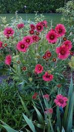 Kokardebloem Gaillardia langbloeiend, Ophalen, Vaste plant, Volle zon