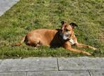 Stafford 9 jaar oud, Dieren en Toebehoren, Honden | Jack Russells en Terriërs, 6 jaar of ouder, Reu, American Staffordshire Terriër