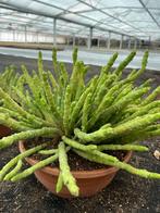 Euphorbia Bisellenbeckii Bruyns (Monadenium ellenbeckii), Huis en Inrichting, Kamerplanten, Overige soorten, In pot, Minder dan 100 cm