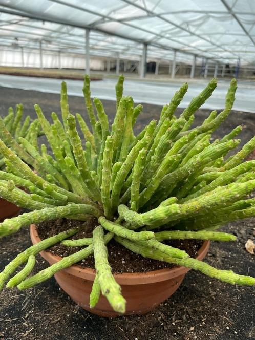 Euphorbia Bisellenbeckii Bruyns (Monadenium ellenbeckii), Huis en Inrichting, Kamerplanten, Overige soorten, Minder dan 100 cm