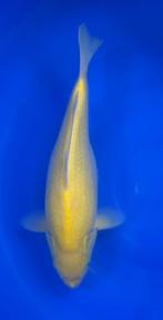 Karashigoi, Karper of Koi
