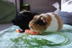 Vakantie oppas voor cavia's, Ophalen