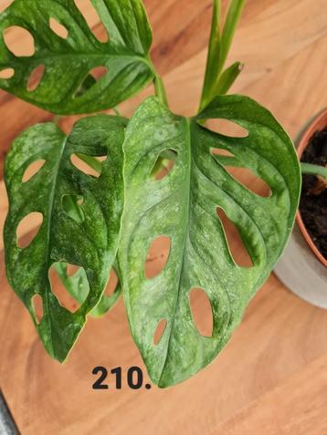 Monstera adansonii European Mint  beschikbaar voor biedingen