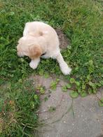 Te koop kruising  cocker  spaniel, Dieren en Toebehoren, Reu, Eén hond, Middel, Nederland