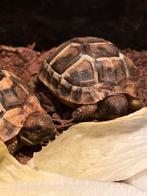 2 griekse landschildpadjes (2025), Dieren en Toebehoren, Reptielen en Amfibieën, 0 tot 2 jaar