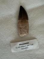 Mosasaurus Tand Fossiel - 72-66 Miljoen Jaar Oud, Verzamelen, Mineralen en Fossielen, Ophalen of Verzenden, Fossiel
