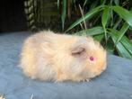 Prachtige raszuivere CH teddy cavia lilac saffraan  beer, Dieren en Toebehoren, Augustus, Mannelijk, Cavia