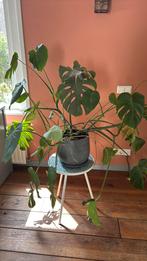 Monstera plant, Ophalen, Overige soorten, Minder dan 100 cm