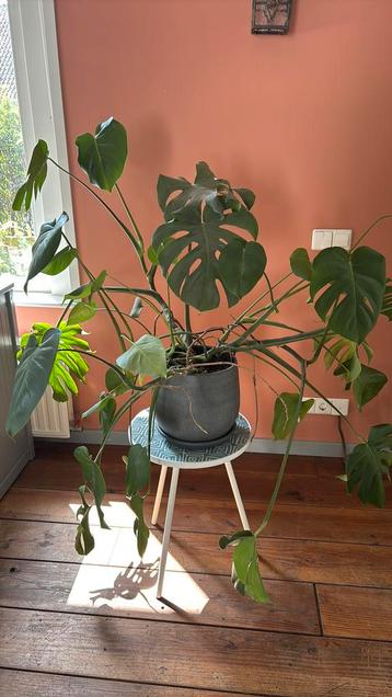 Monstera plant beschikbaar voor biedingen