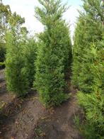 Coniferen Leylandii 220 cm AANBIEDING, Ophalen, Conifeer, Haag, 100 tot 250 cm