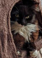 Ragdoll poes choco bruin, Ophalen