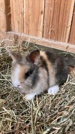 Prachtige lionhead/leeuwenkop koninntjes tekoop, Meerdere dieren, Middelgroot, 0 tot 2 jaar