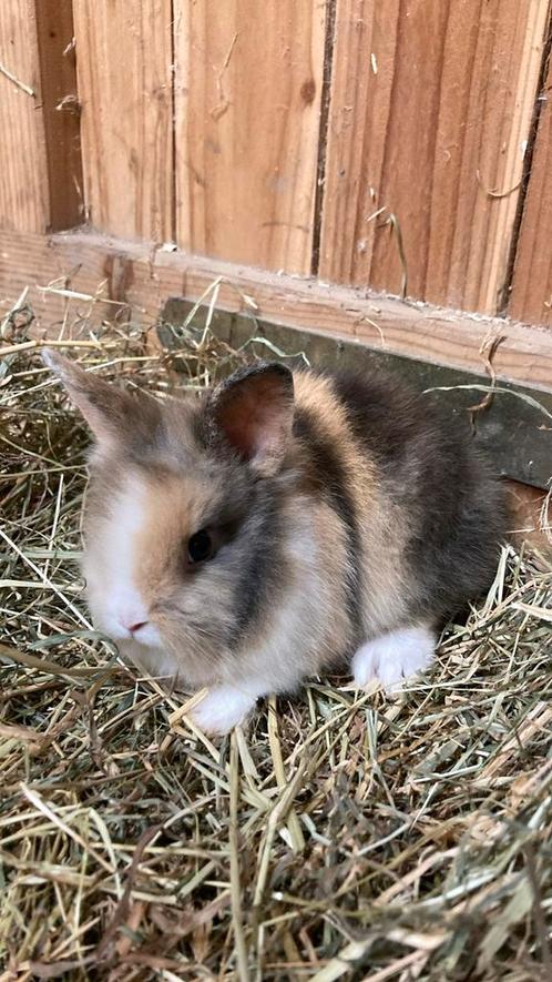 Prachtige lionhead/leeuwenkop koninntjes tekoop, Dieren en Toebehoren, Konijnen, Middelgroot, Meerdere dieren, 0 tot 2 jaar