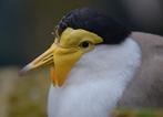 Masker kievit, Dieren en Toebehoren, Vogels | Overige Vogels, Vrouwelijk, Tropenvogel