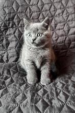 Lieve Britse korthaar kittens te koop, Dieren en Toebehoren, Meerdere dieren, Ontwormd, 0 tot 2 jaar