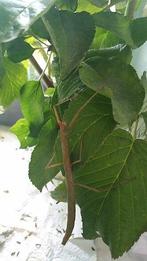 wandelende takken en eitjes, Dieren en Toebehoren, Insecten en Spinnen, Wandelende tak