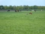 Opfok van merries (ook met veulens), Weidegang, 4 paarden of pony's of meer