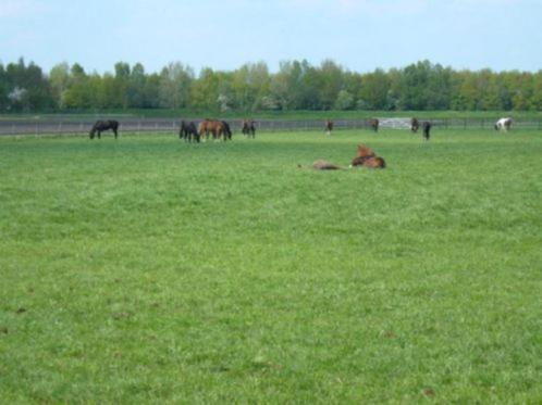 Opfok van merries (ook met veulens), Dieren en Toebehoren, Stalling en Weidegang, Opfok, Stalling, Weidegang, 4 paarden of pony's of meer