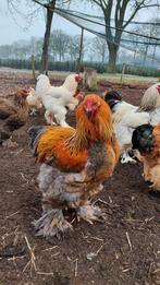 Diverse Brahma hanen. Verschillende kleurslagen., Dieren en Toebehoren, Pluimvee, Mannelijk, Kip