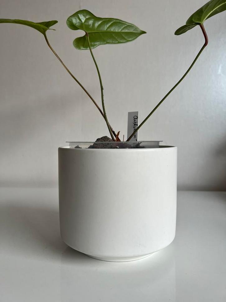 Vintage Arabia Finland Bloempot Wit Ricard Lindh Ø13,5, Tuin en Terras, Bloempotten, Zo goed als nieuw, Aardewerk, Minder dan 40 cm