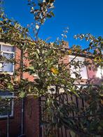 Kweepeer Boom - Prachtige Vruchtenboom!, Tuin en Terras, Planten | Bomen, Ophalen of Verzenden, Volle zon, Overige soorten