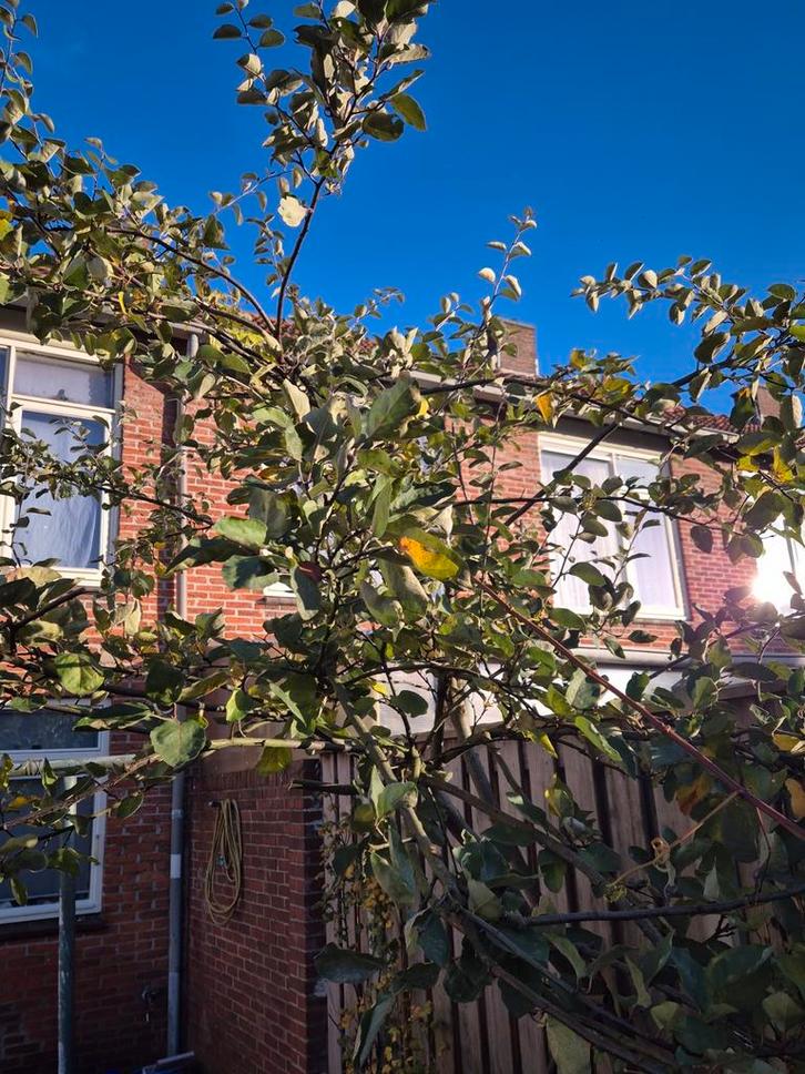 Kweepeer Boom - Prachtige Vruchtenboom!, Tuin en Terras, Planten | Bomen, Overige soorten, Volle zon, Ophalen of Verzenden