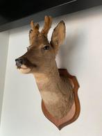 Prachtige opgezette hertenkop taxidermie, Ophalen of Verzenden