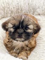 Belgische Lhasa apso pupjes te koop, België, Overige rassen, CDV (hondenziekte), 8 tot 15 weken