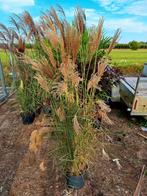 Miscanthus sinensis 'Ferner Osten'🌿 (sierriet), Tuin en Terras, Ophalen, Siergrassen, Halfschaduw