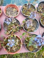 GOEDKOPE TUINPLANTEN, Volle zon, Vaste plant, Zomer, Ophalen