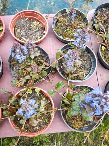 Zenegroen planten beschikbaar voor biedingen