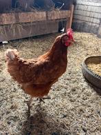 Bruine legkippen, Dieren en Toebehoren, Pluimvee, Vrouwelijk, Kip